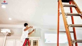 cây lăn sơn tường