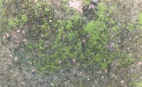 Làm mất đi vẻ thẩm mĩ của nền sân