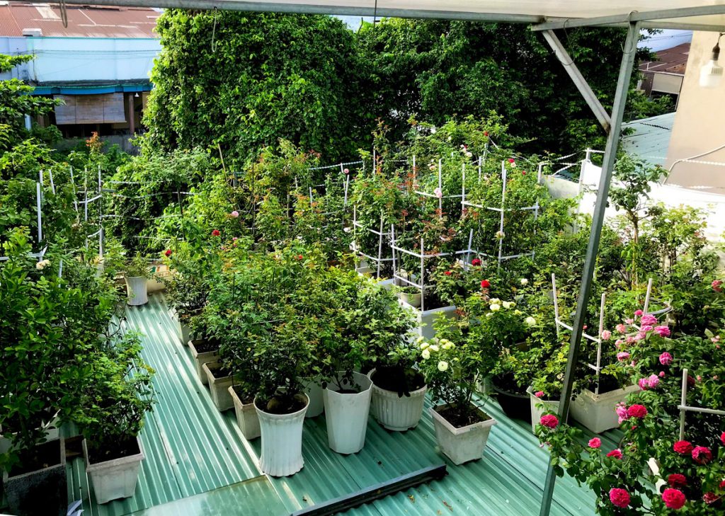 Trồng cây xanh trên mái tôn